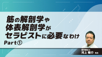 筋の解剖学や体表解剖学がセラピストに必要なわけ Part①三次元的視点で厚さや位置を知る(1)