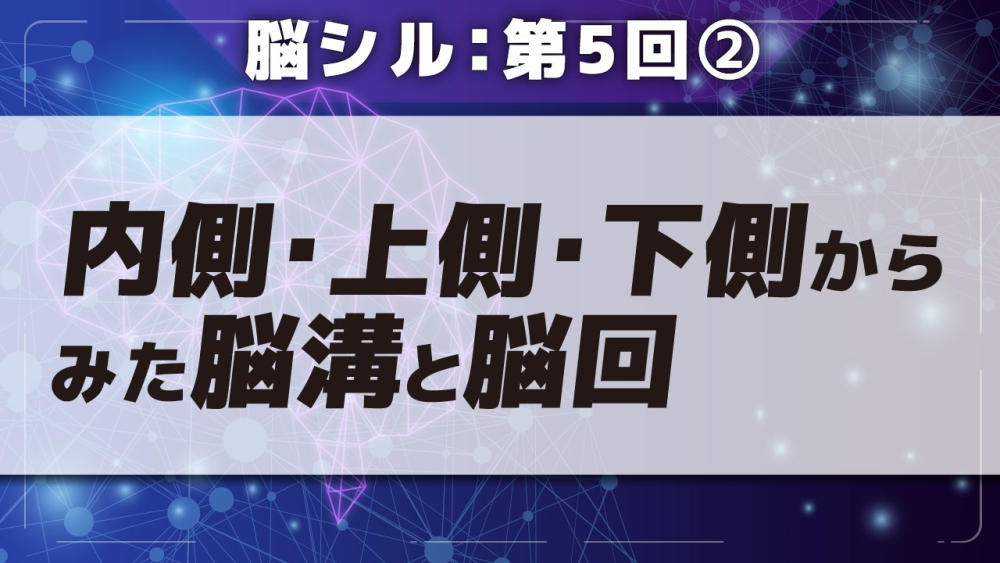 脳シル【第5回】大脳皮質の構造 Part②内側・上側・下側からみた脳溝と脳回