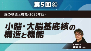 脳の構造と機能-2025年版- 【第5回】小脳・大脳基底核の構造と機能 Part④大脳基底核の構造と機能Ⅱ